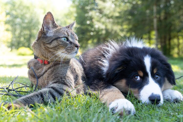 In Nederland leven ruim 1,5 miljoen honden en bijna 2,6 miljoen katten.