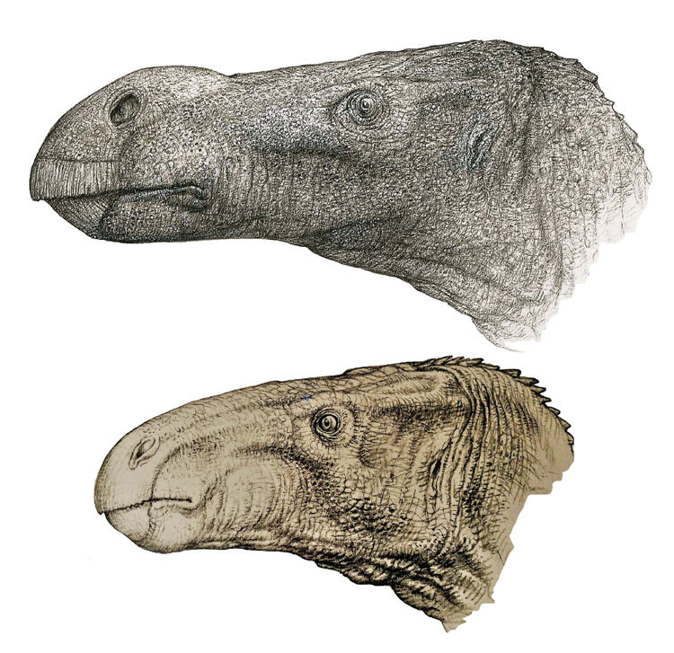 Wetenschappers denken dat de dikneusdino er zo uitzag