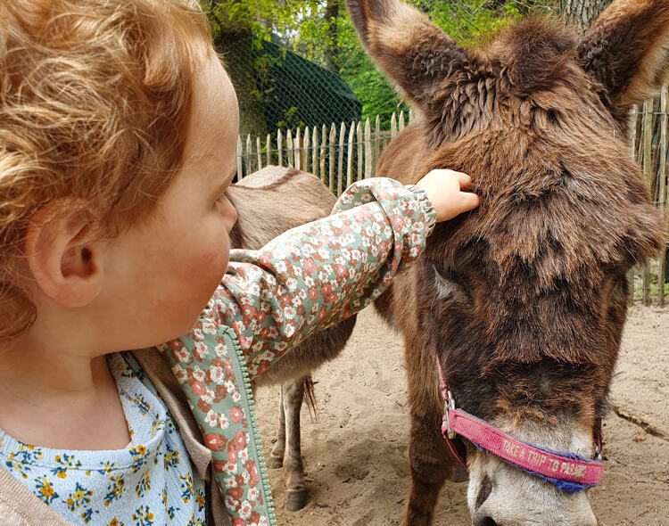 Ezels zijn kuddedieren, ze kunnen slecht alleen zijn en leven liefst samen met soortgenoten.