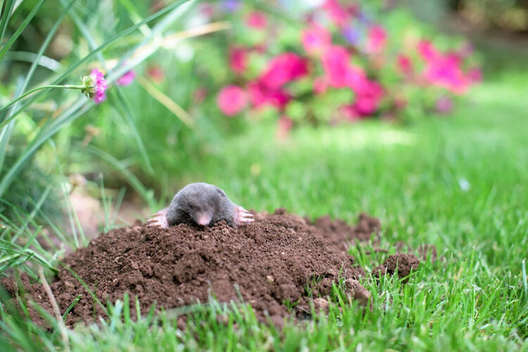 Ondanks hun kleine formaat kunnen ze in één nacht wel zeventig meter aan gangen graven!