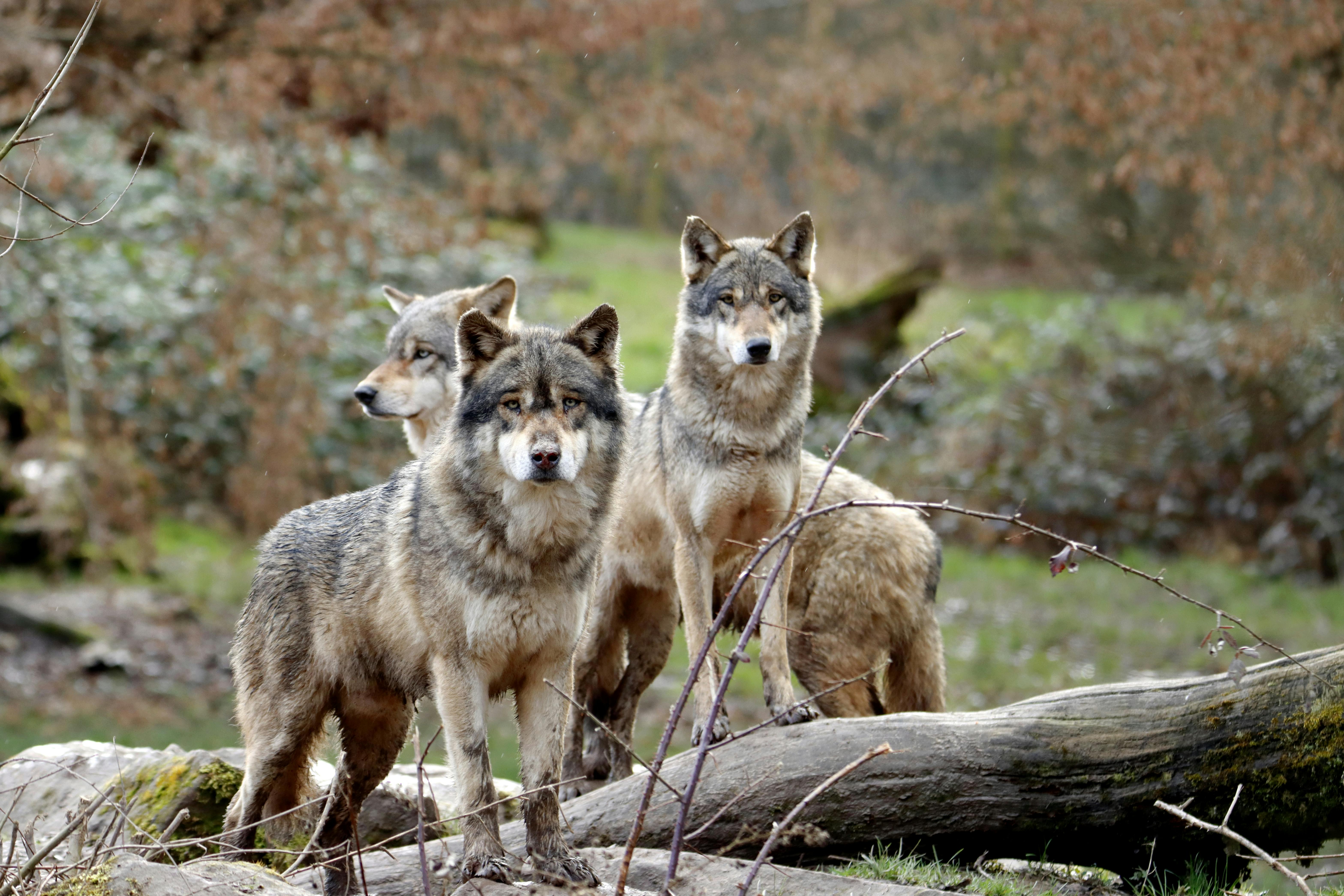 Deze wolven op de foto zijn niet de wolven in het artikel.