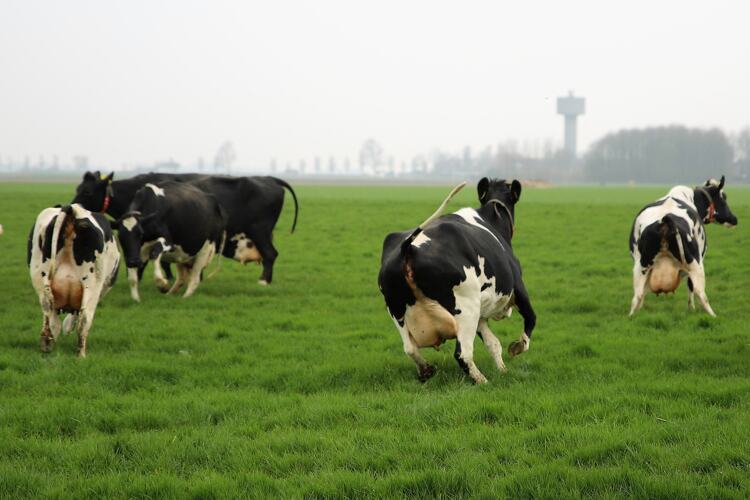 Blije koeien dansen in de wei.