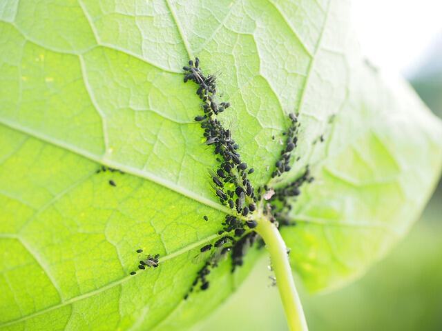 Wist je dat bladluizen vleugels ontwikkelen als ze van plant moeten wisselen?