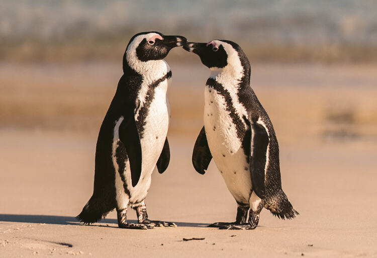 Twee pinguïns